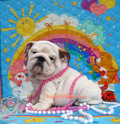 English Bulldog puppies picture